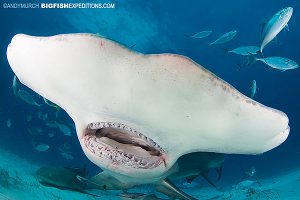 Great Hammerhead diving