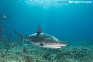 Caribbean reef shark feeding in the bahamas