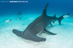 Beautiful great hammerhead shark