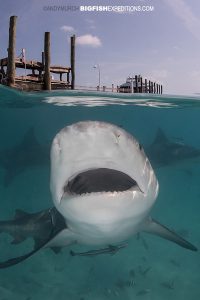 Bull shark diving in the bahamas