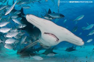 Great hammerhead shark dive