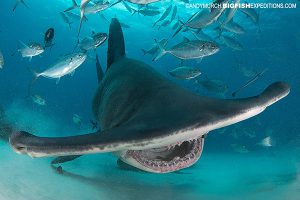 Diving with great hammerhead sharks in the Bahamas