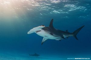 Great hammerhead in sunlight