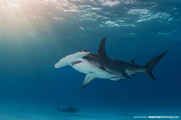 Great hammerhead in sunlight