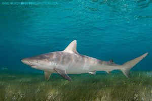 Blacknose shark dive in the Bahamas