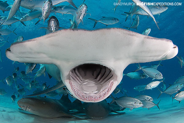 Diving with great hammerhead sharks in the Bahamas