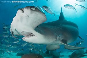 Great hammerhead shark dives