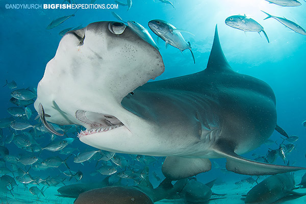 Great hammerhead shark dives