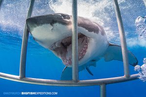 Great white shark in shark cage