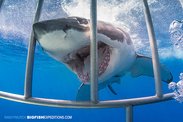Great white shark in shark cage