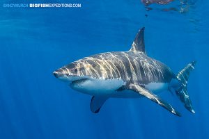 Mexican great white shark cage diving