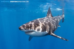 Diving with a great white shark