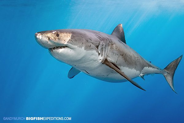 Cage diving with great white sharks