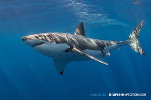 Bucket list great white shark dive
