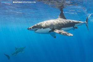 Diving with lots of great white sharks