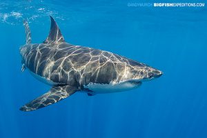 Cage diving with great white sharks at Guadalupe Island