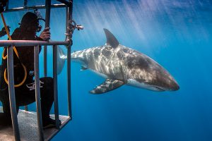 Cage diving with great white sharks in Mexico