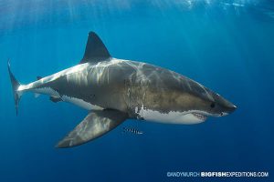 great white shark diving