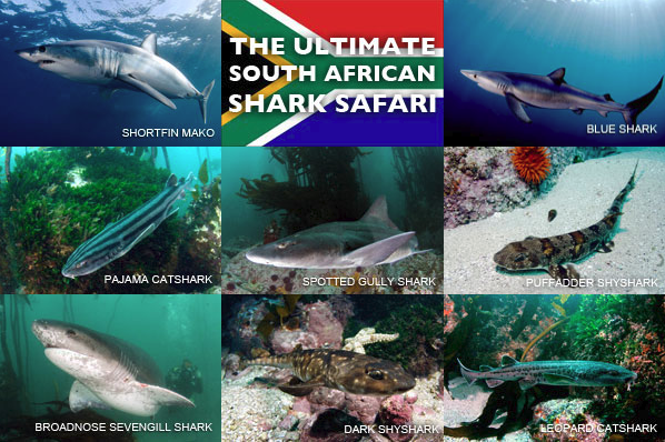South African Sharks