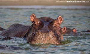 Hippos in Queen Elizabeth Park River Safari