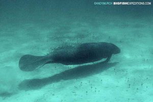 Snorkeling with a manatee in the ocean in Mexico