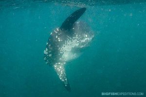 Mola mola on the sardine run