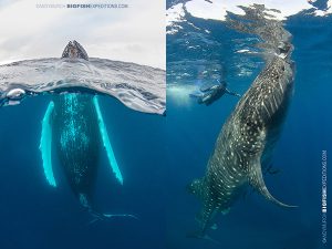 photographing whale behaviors