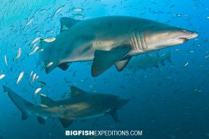 Raggedtooth sharks