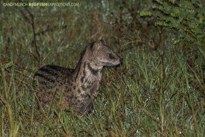 Civet on Sri Lanka Leopard Safari