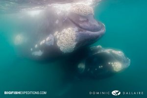 Southern Right Whales in Valdez Peninsula