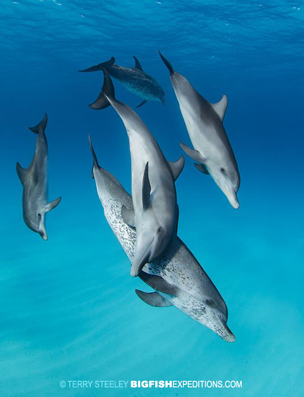 Spotted dolphin snorkelling