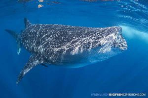 Whale Shark snorkeling