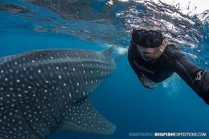 Swim with whale sharks in Mexico