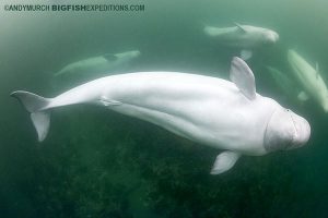 Swim with beluga whales