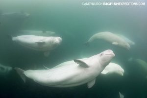 Beluga whales swimming