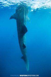 Bottling whale shark in Isla Mujeres