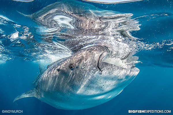 Feeding whale shark near Cancun