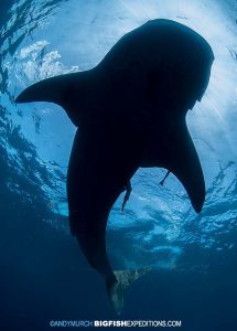 Silhouette of a whale shark while snorkeling in Mexico