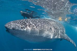 Swimmer with a whale shark