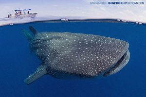 Perfect conditions for swimming with whale sharks.