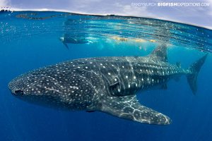 A swimmer with a huge whale shark