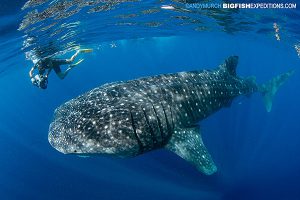 A videographer swims alongside a slow moving whale shark.