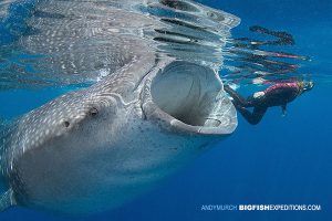 A swimmer accompanying a whale shark