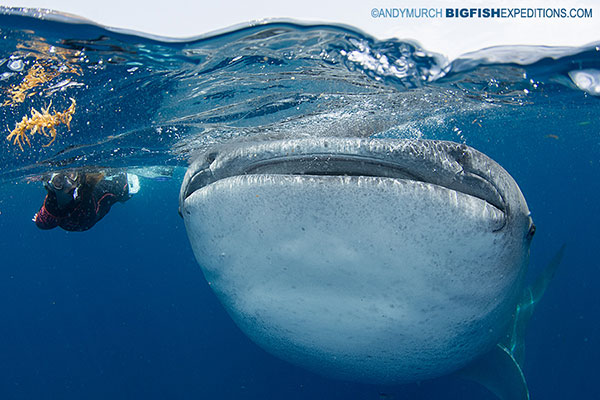 Swimming with whale sharks