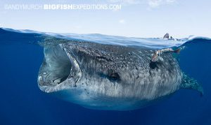 Whale shark split frame photography