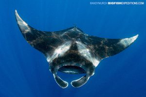 A Caribbean manta ray swims by at Isla Mujeres