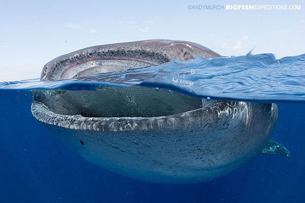 A feeding whale shark breaks the surface