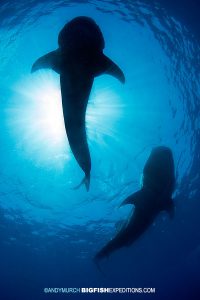 Two whale sharks swimming overhead