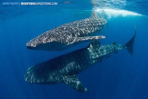 Two whale sharks swimming next to each other.