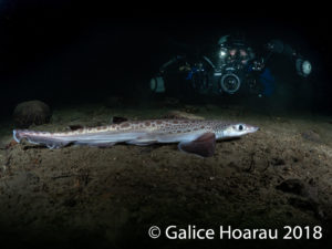 Blackmouth Catshark diving.